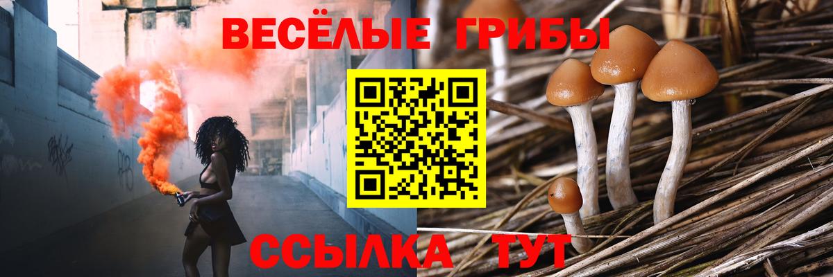 Галлюциногенные грибы Psilocybe  Псилоцибиновые грибы прущие грибы  Касимов  Вход с VPN 